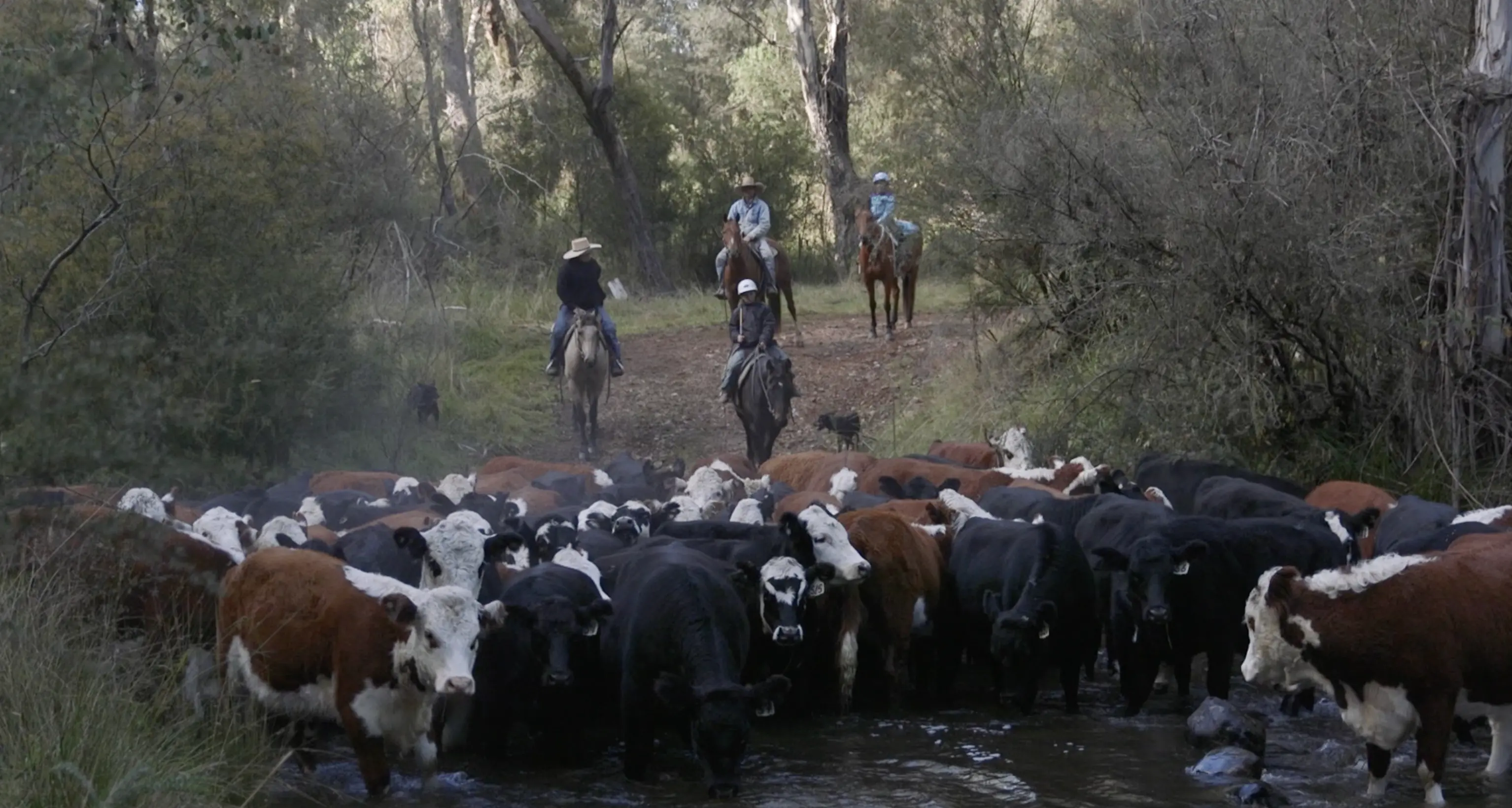 Family’s high country droving heritage to raise funds for charity