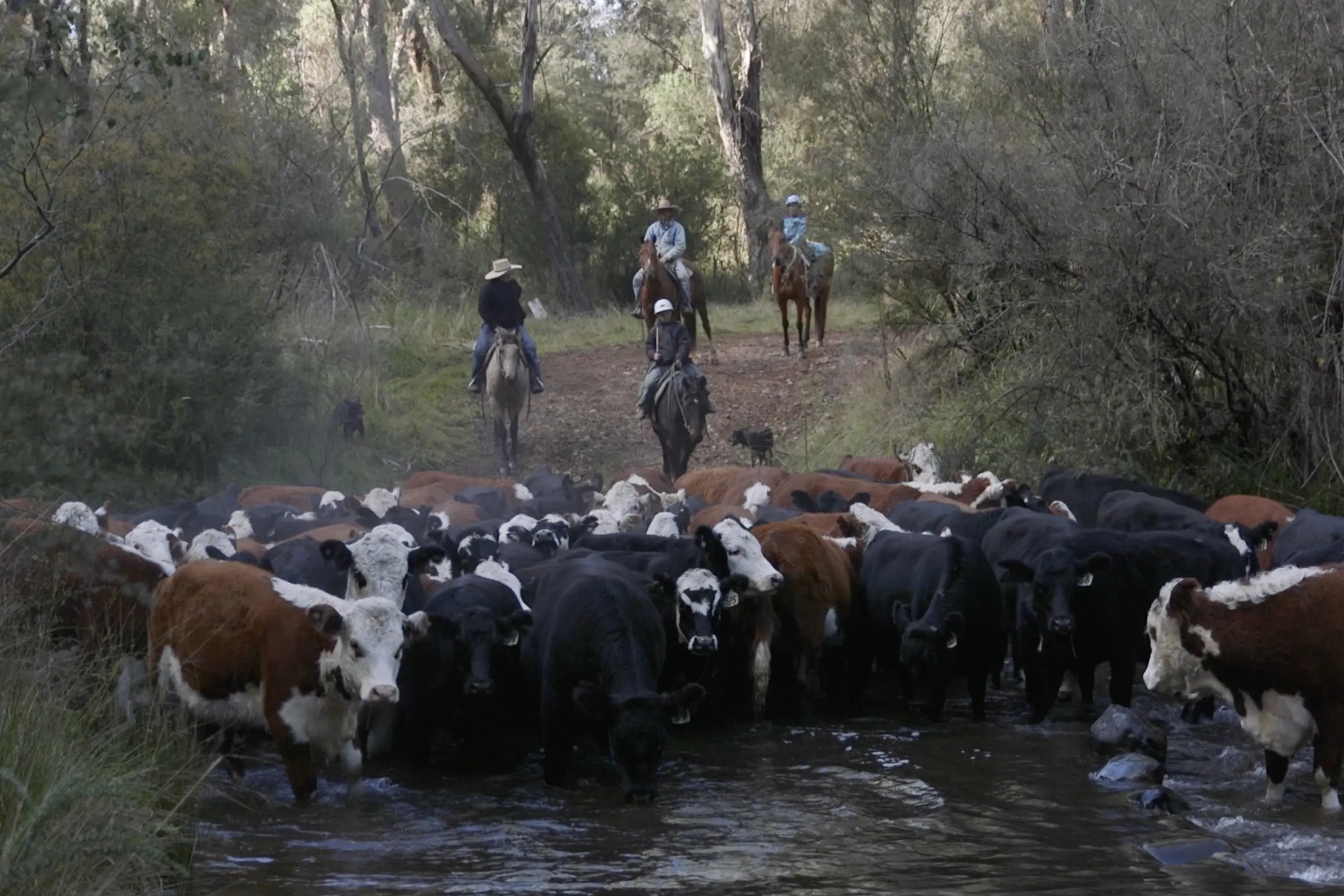 <p>The Lindley family bring their cattle through the Goobarragandra River on the way down from the high country freehold in Kosciusko State Park.</p>\\n