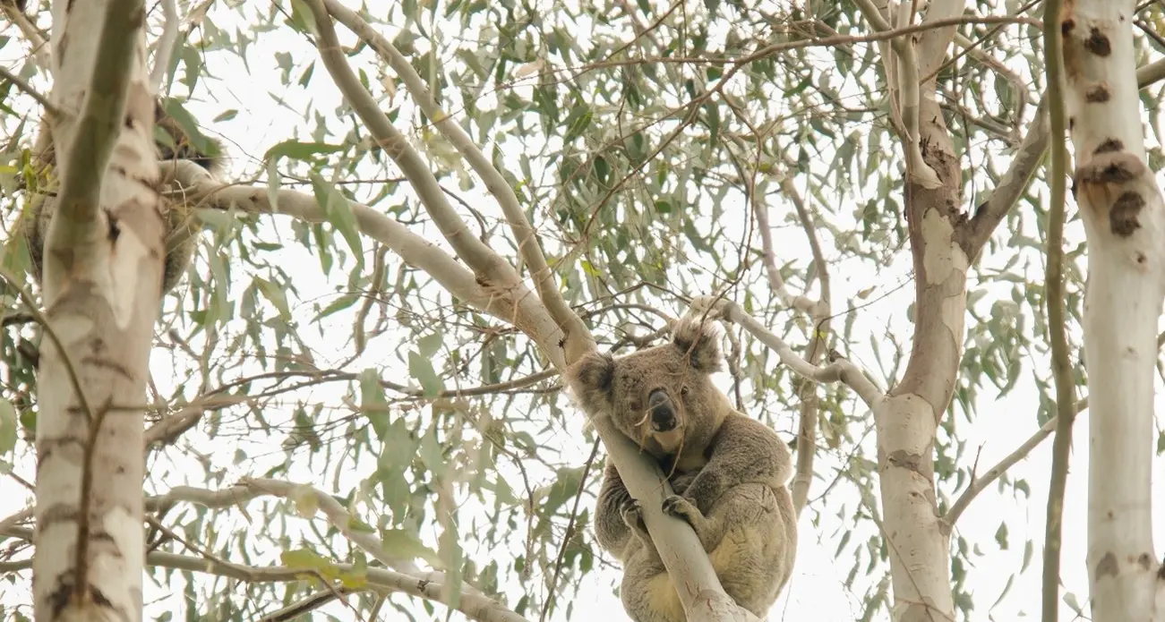 Koala committee reps attend inspiring national conference