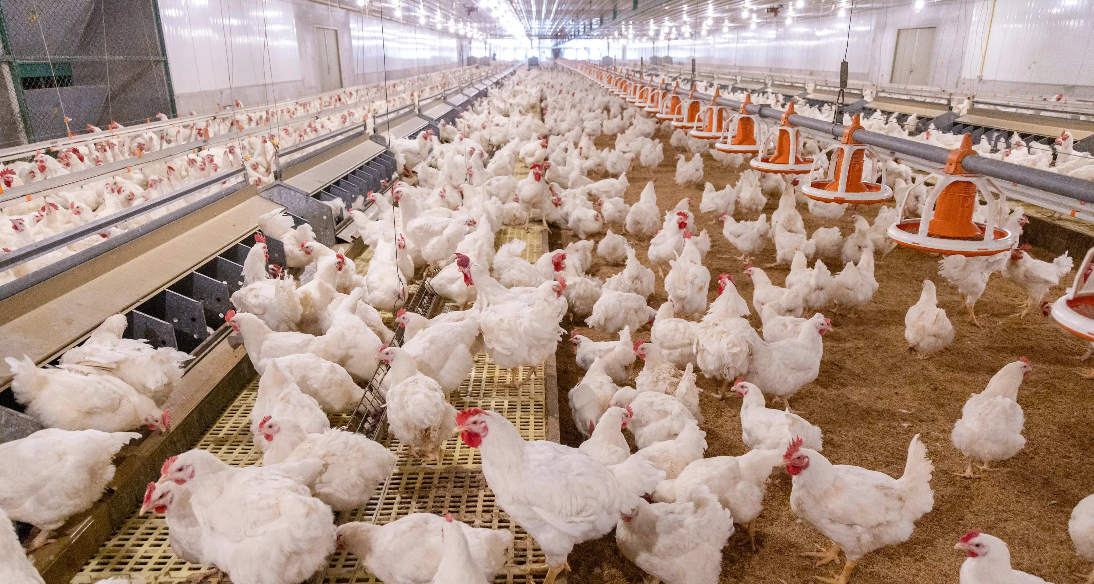 Call for urgent action to protect Riverina chicken industry from Bird Flu infections