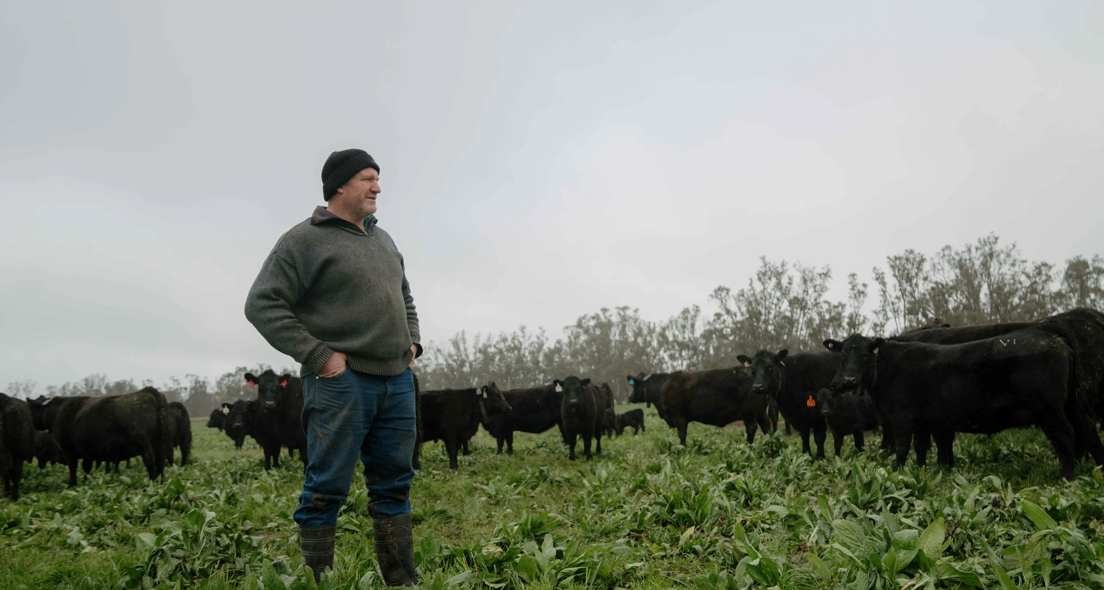 Technology changing cattlemanagement at Sandigo