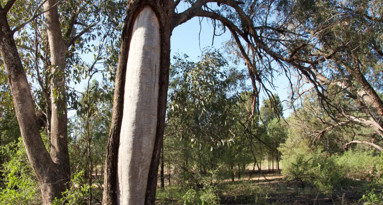 Will your grandchildren get to talk with our sacred trees? Only if Indigenous culture is honoured