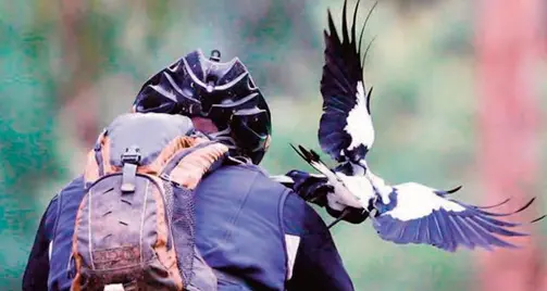 Spring has sprung: It’s magpie season