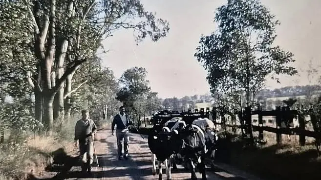 Master harness maker returning for Barellan Good Old Days