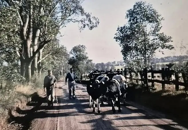 Master harness maker returning for Barellan Good Old Days
