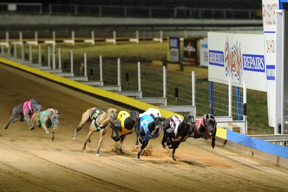 <p>Greyhound racing at Wagga. PHOTO: The Greyhound Recorder</p>\\n