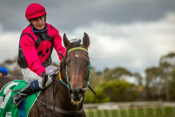 <p>The Brett Robb-trained Gallant Star will contest The Kosciuszko. PHOTO: Racing Photography.</p>\\n