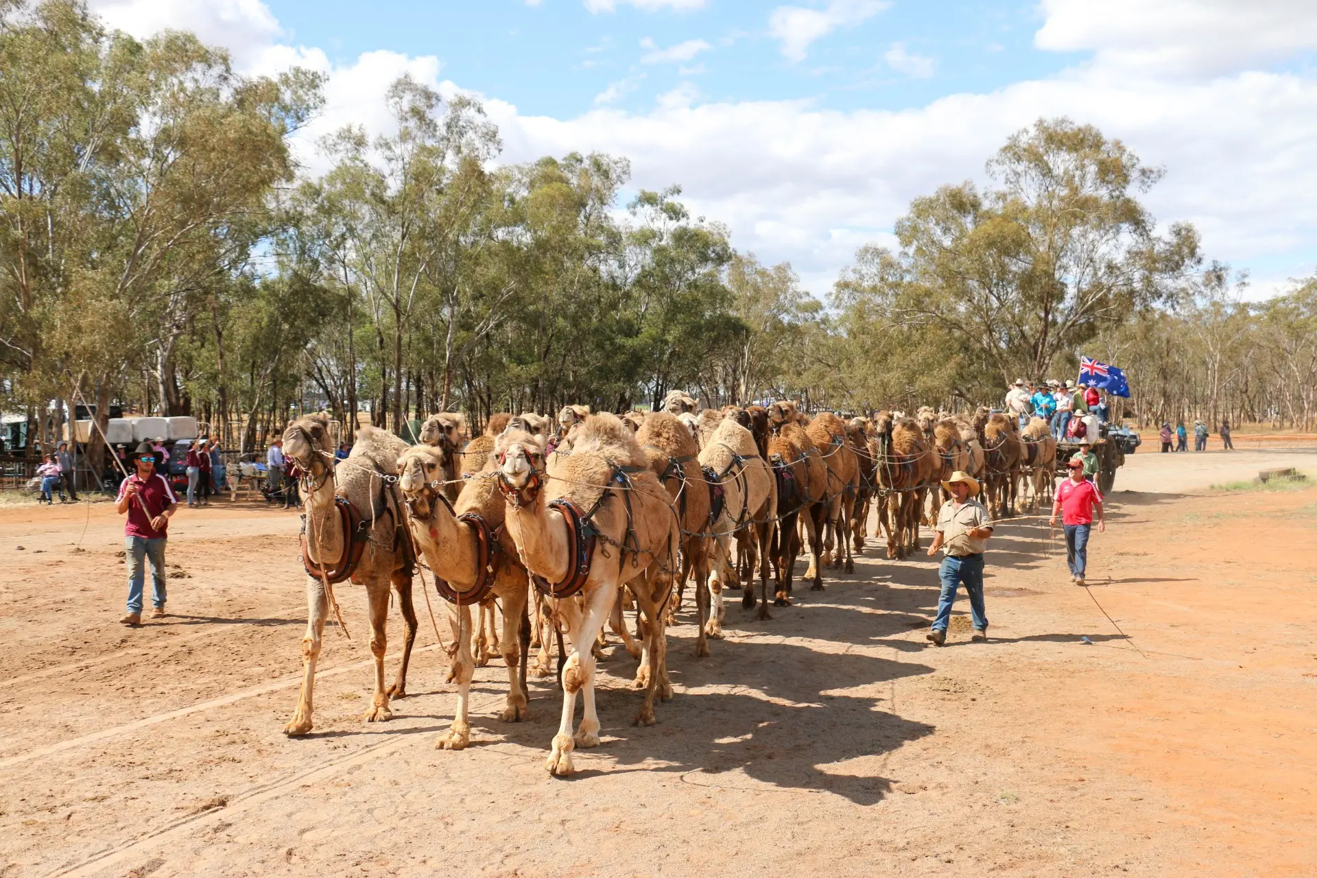 <p>The Australian record team of 32 camels harness to an historic wool wagon. PHOTO: Kim Woods</p>\\n