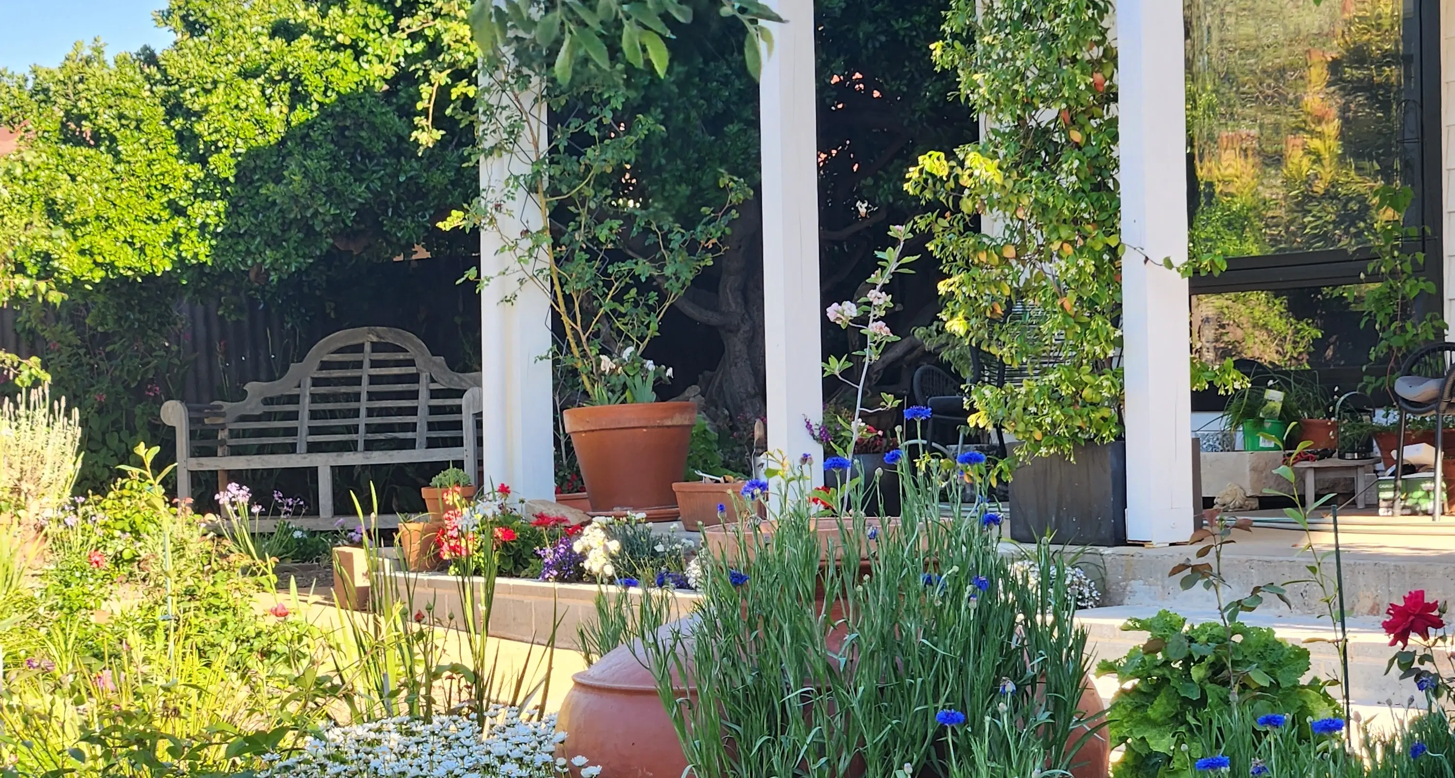 Town and country garden open tomorrow
