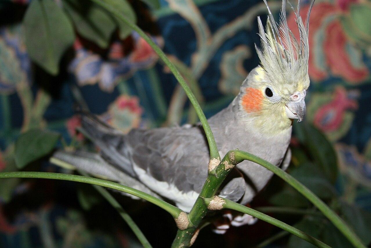 Stop, look and listen for birds