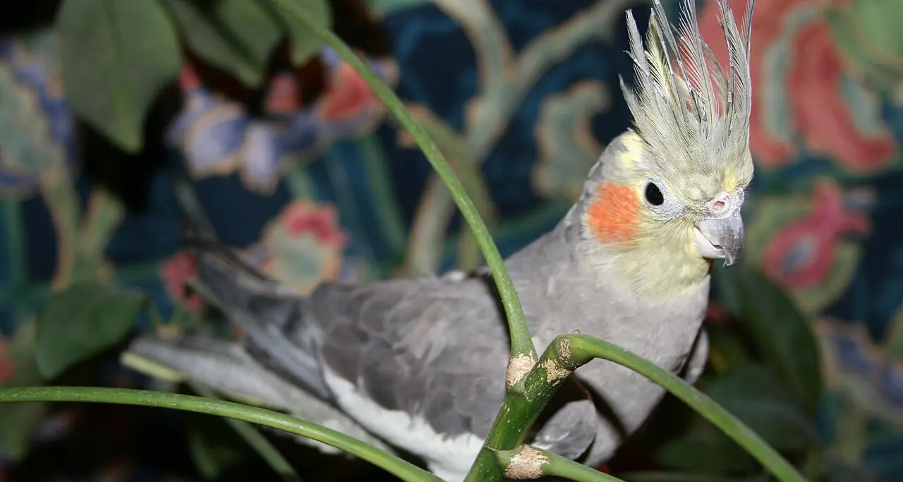 Stop, look and listen for birds