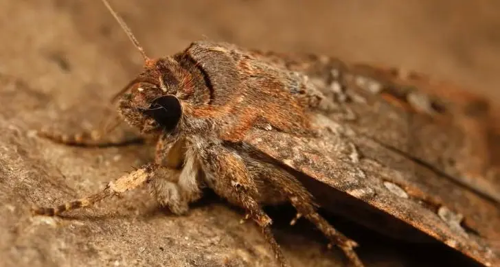 Bogong moths playing havoc with BOM weather radars